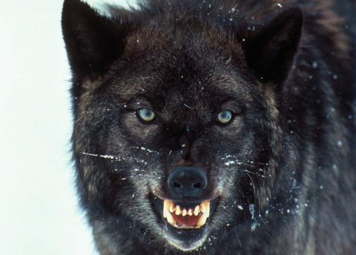 Ferocious Wolf